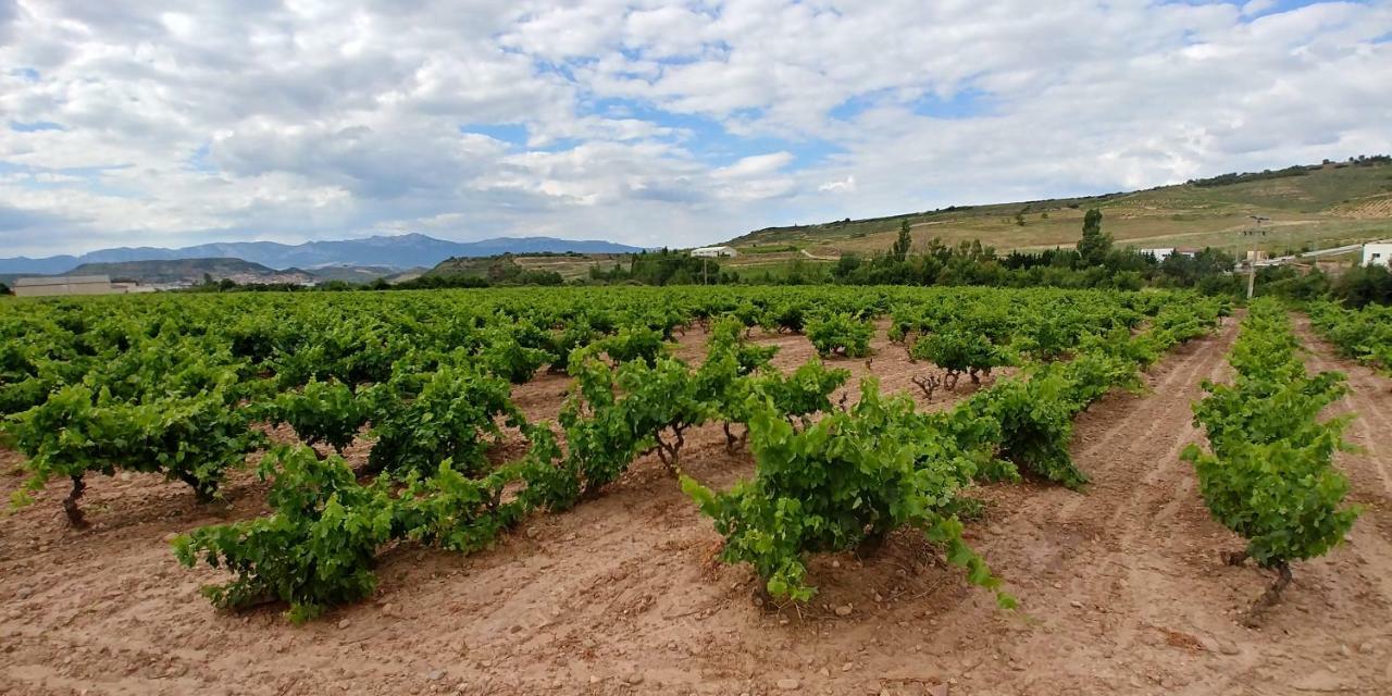 Apartamento Entrevinas En El Corazon De La Rioja Fuenmayor Luaran gambar